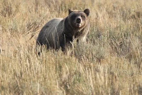 Trail Walker Assaulted by Bear in Wilderness Area Transported to Trauma Center