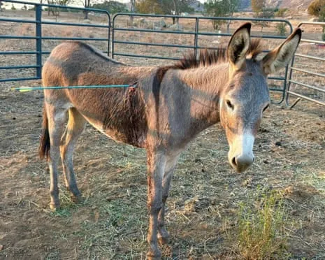 Donkey Healing Following Newest Arrow Attack on Feral Donkeys in the Golden State