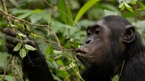Chimpanzees Consuming the Equivalent of a Beer Daily from Overripe Fruit, Study Finds