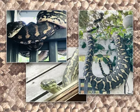 Embracing my Snakes in the Roof: An Evolution from Anxiety to Respect