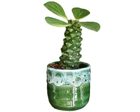 Can This Euphorbia Ritchiei Once Again Grow Leaves Again?